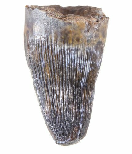 Nice, Deinosuchus Tooth - Aguja Formation, Texas #50672